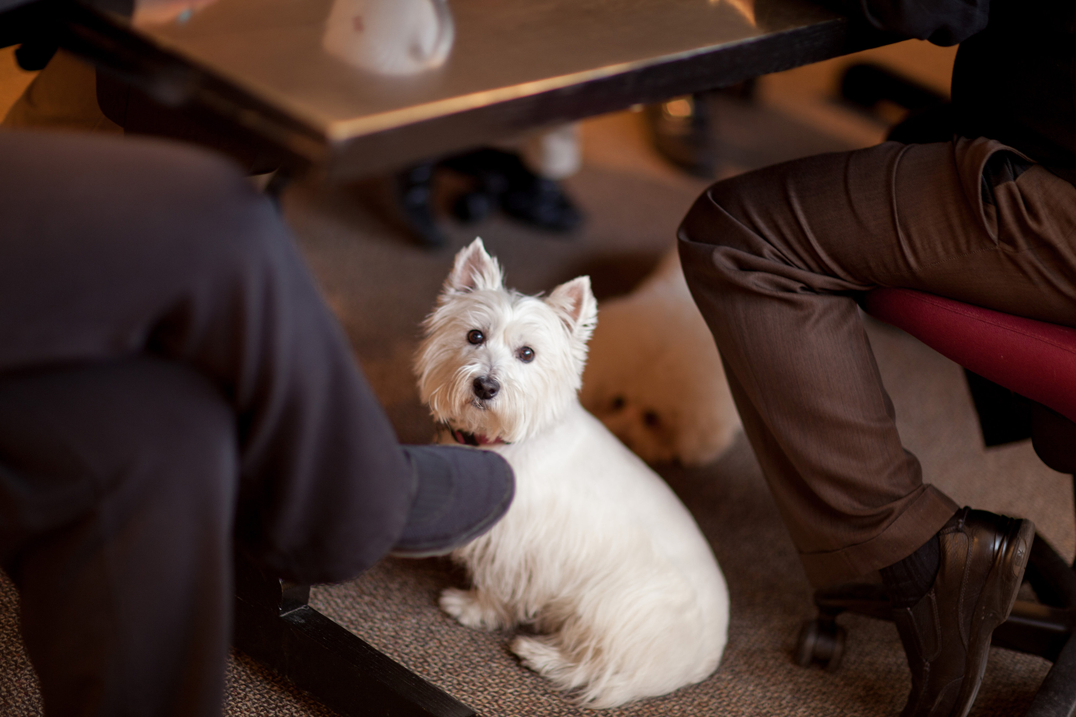 Featured image for “Canines and Cubicles”