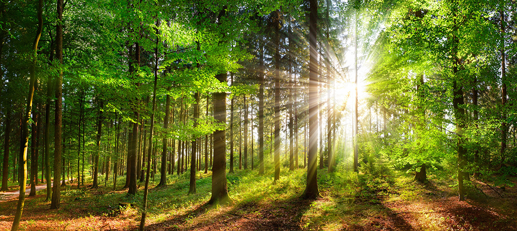 A picture of a green forest with sunlight in the background.
